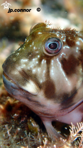 A Scartella cristata