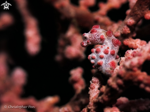 A Pygmy Seahorse 