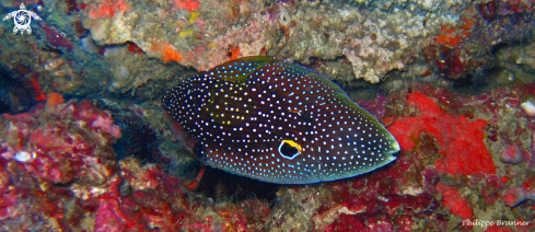 A Comet fish