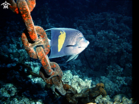 A Emperor angelfish-Pesce angelo imperatore