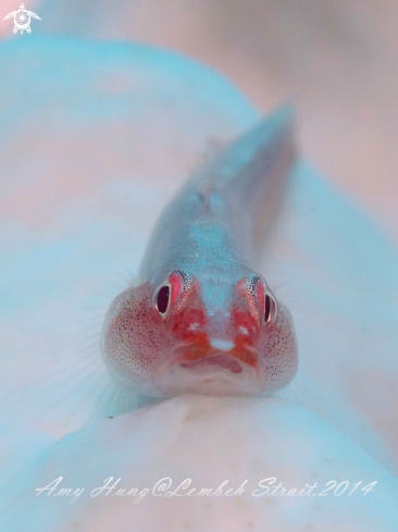 A Goby