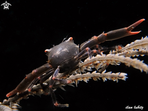 A black coral crab