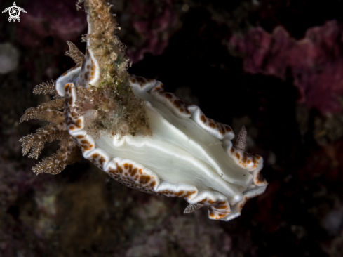 A Nudibranch - Chromodoris mandapamensis | Nudibranch