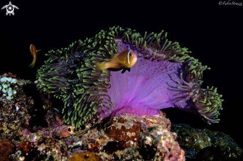 A Anemone 