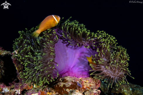 A Anemone 