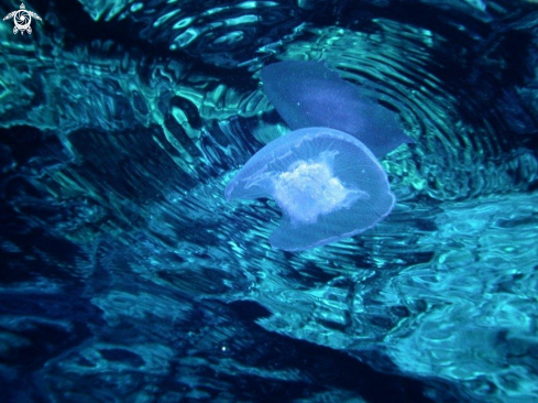 A jelly fish