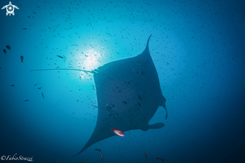 A Manta ray