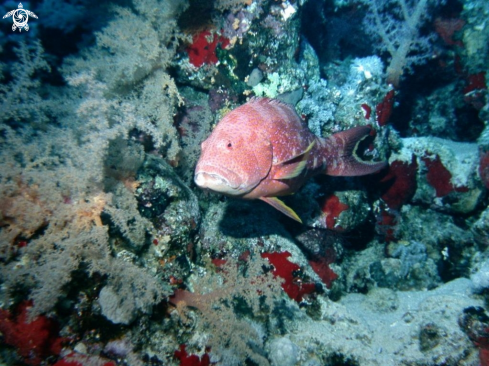 A Variola louti | Lunar tail grouper