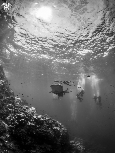 A Whale Shark