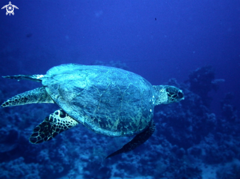 A Chelonia mydas | Tartaruga verde