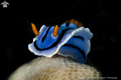 A Chromodoris 