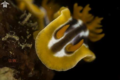 A Chromodoris quadricolor | NUDIBRANCH