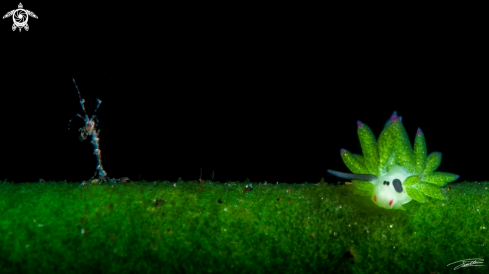 A Costasiella sp. | Skeleton Shrimp