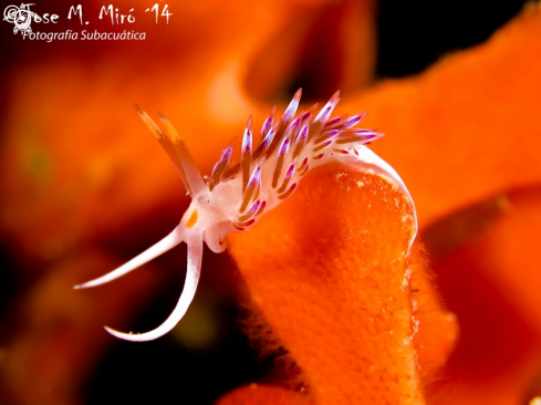 A Cratena peregrina