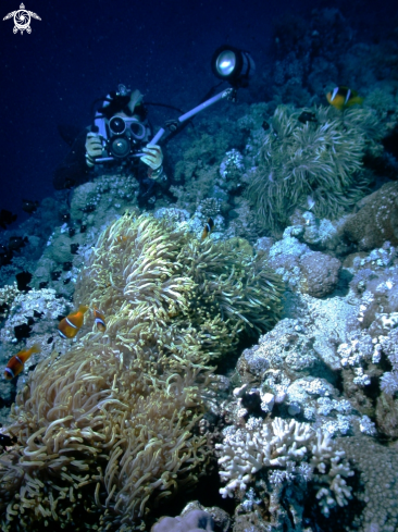 A Cnidaria | Anemoni