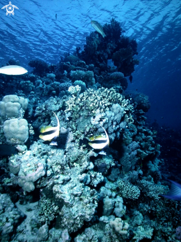 A Antenna butterfly fish-Pesce farfalla