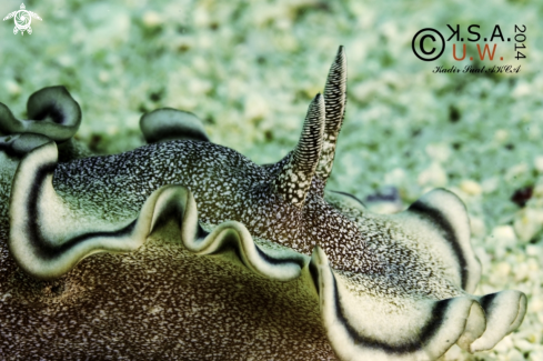 A NUDIBRANCH