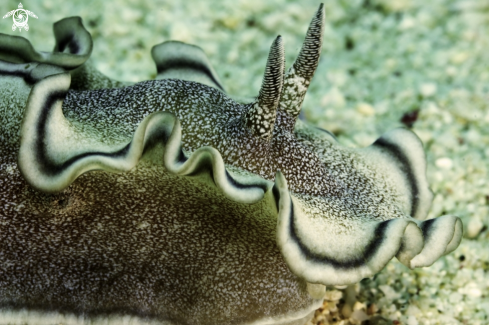 A NUDIBRANCH