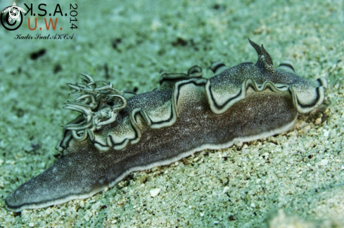 A NUDIBRANCH