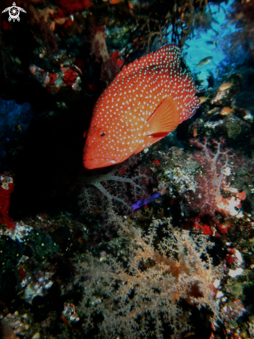 A Red grouper