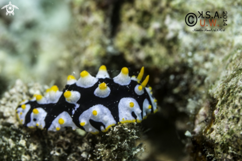 A NUDIBRANCH