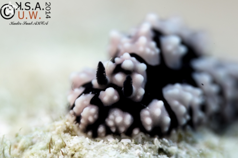 A NUDIBRANCH