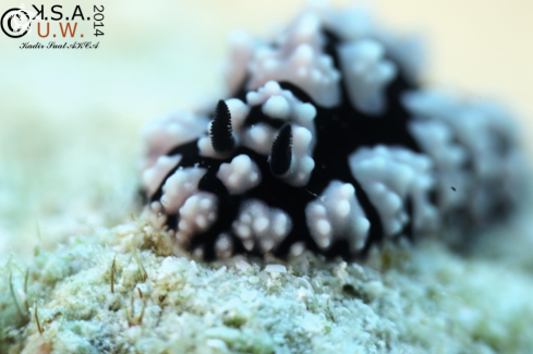 A NUDIBRANCH