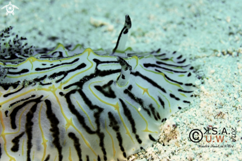 A NUDIBRANCH