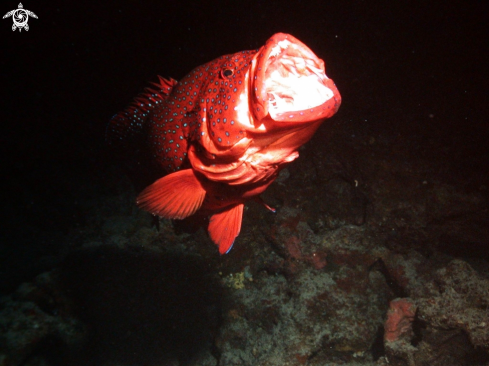 A Cephalopholis miniata | Red grouper