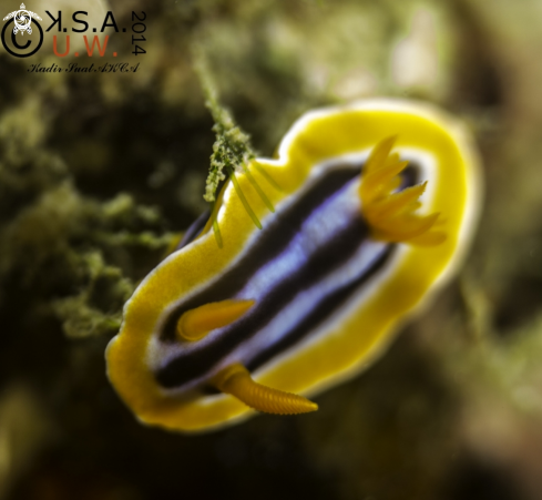 A NUDIBRANCH