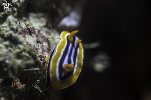 A NUDIBRANCH