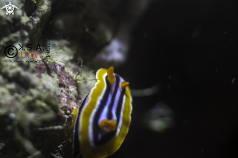 A NUDIBRANCH