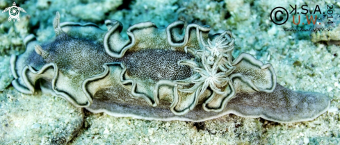 A NUDIBRANCH