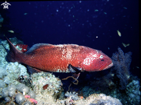 A Spotted coral grouper