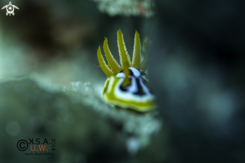 A NUDIBRANCH