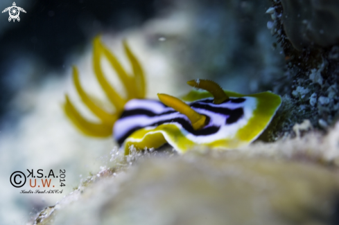 A NUDIBRANCH