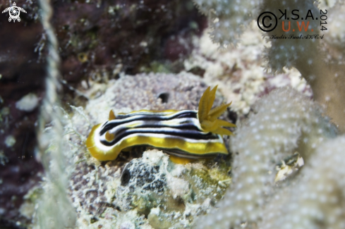 A NUDIBRANCH