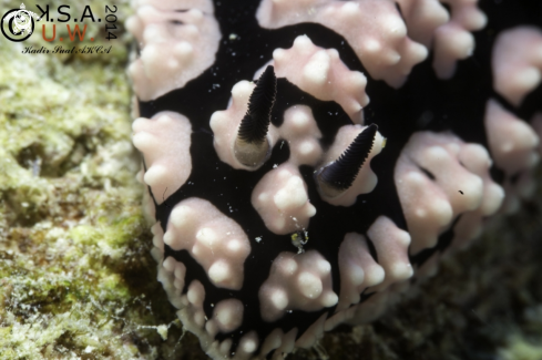 A NUDIBRANCH