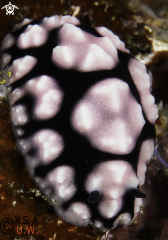 A NUDIBRANCH