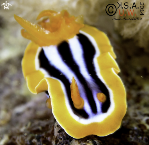 A NUDIBRANCH