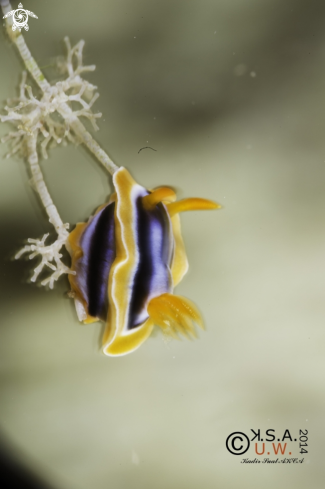 A NUDIBRANCH