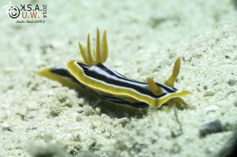 A NUDIBRANCH