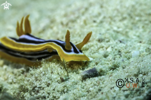 A NUDIBRANCH