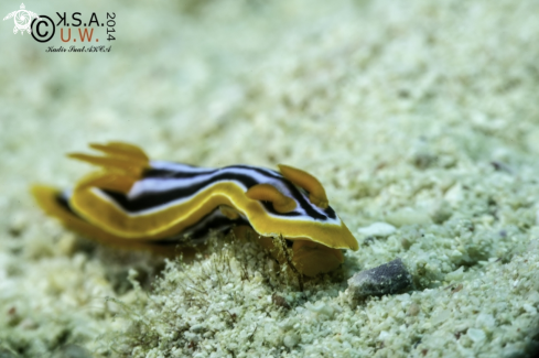 A NUDIBRANCH