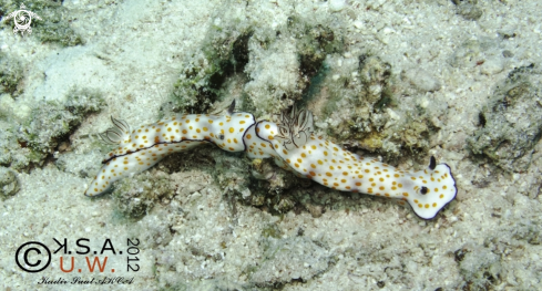 A NUDIBRANCH