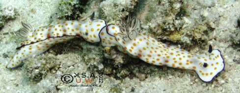 A NUDIBRANCH