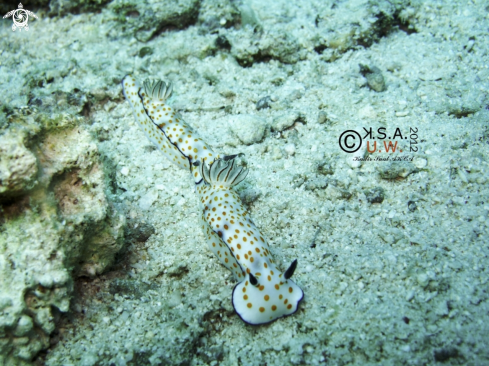 A NUDIBRANCH