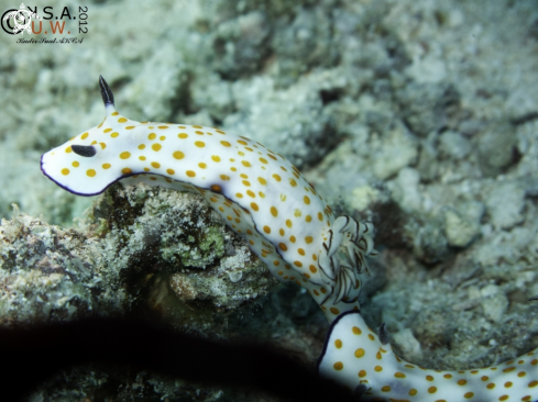 A NUDIBRANCH