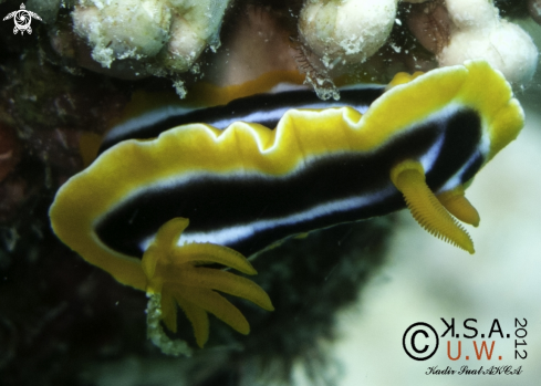 A NUDIBRANCH