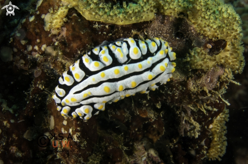 A NUDIBRANCH